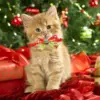 Christmas Dog Bow Tie Collar Holiday Pet Accessory with Bowknot Perfect for Dogs Ideal for Christmas and Special Celebrations 4