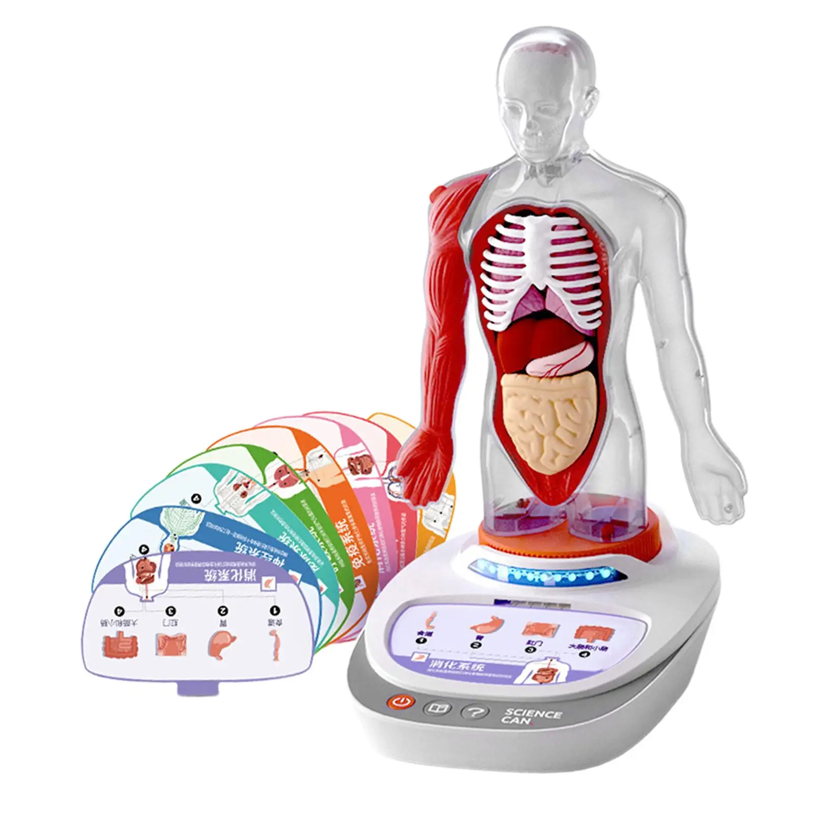 Human Body Model for Kids Teaching Aid Rotatable Model Human Body Puzzle Kits for Kids for Study Class Students Preschool Child Human Body Model for Kids Teaching Aid Rotatable Model Human Body Puzzle Kits for Kids for Study Class Students Preschool Child