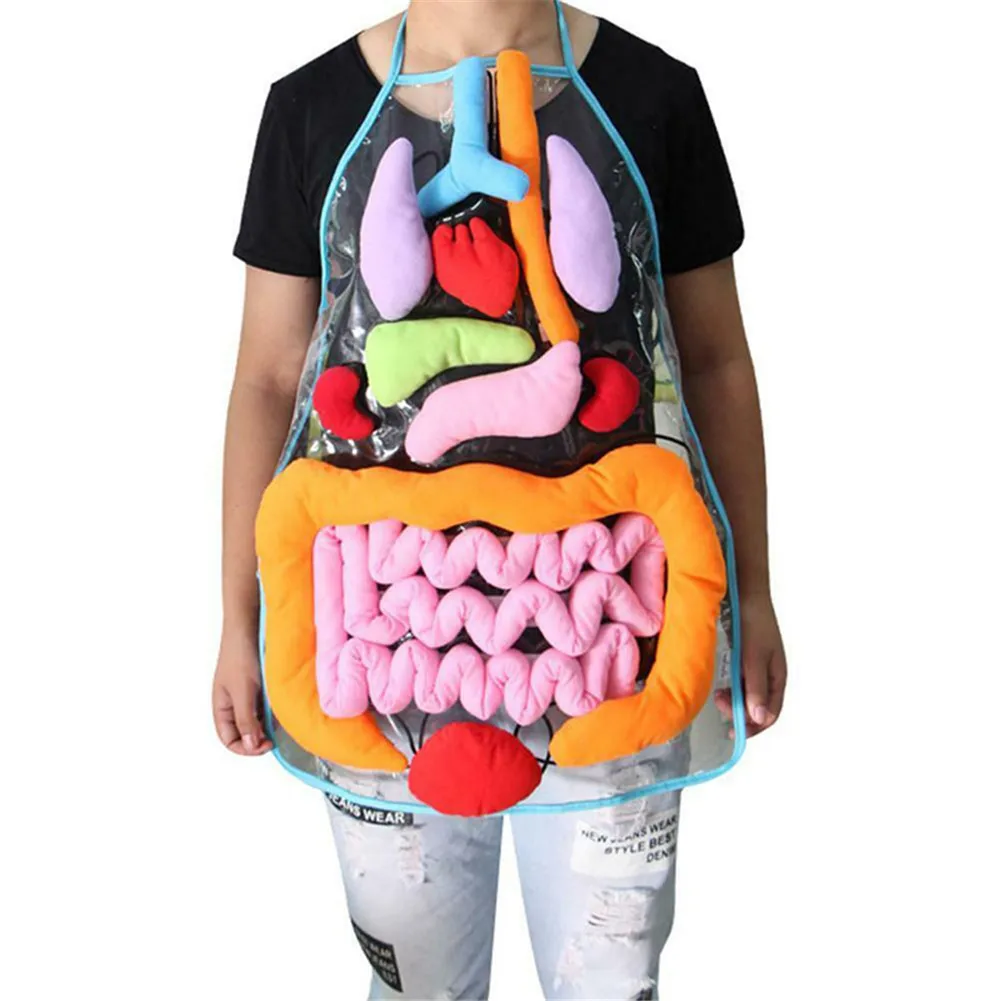 Anatomy Organ Toys Human Body Organs Awareness Model Children Developmental Puzzle Early Learning Aids Body Parts Insights Apron 6