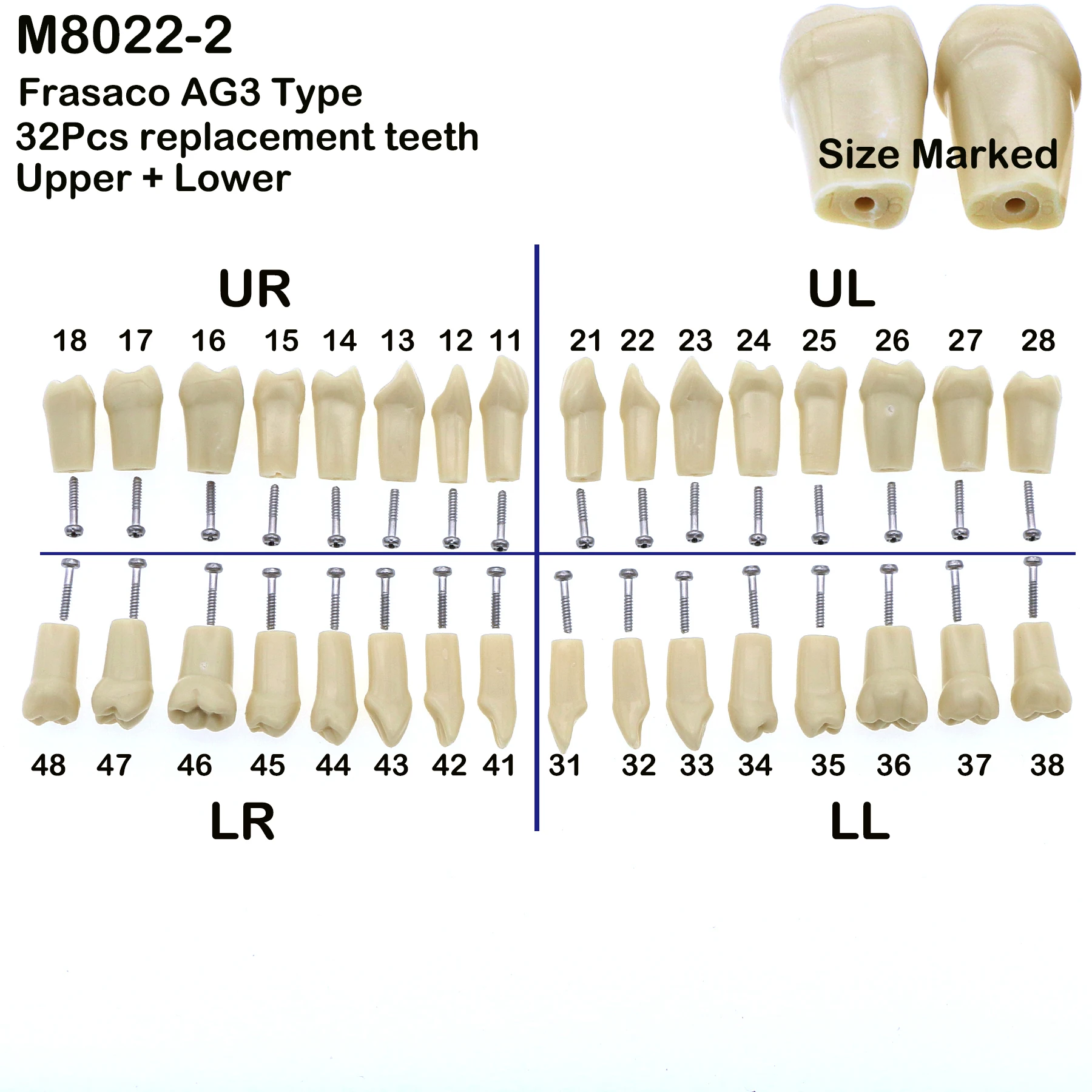 

M8022-2/8014-2 Dental Frasaco AG3 Typodont Restorative Model Removable Teeth Model 32pcs