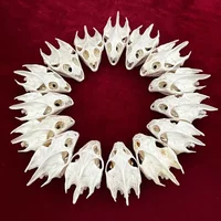 1pcs Pieces of Sea Turtle Skull Crafts Jewelry, Educational Taxidermy Monster Skull Specimen Collection 1