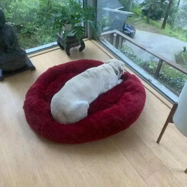 Orthopedic Donut Dog Bed - Calming Anti-Anxiety Pet Sofa Lounger, Washable for Small Large Dogs Cats, Comfortable Memory  Mat 5