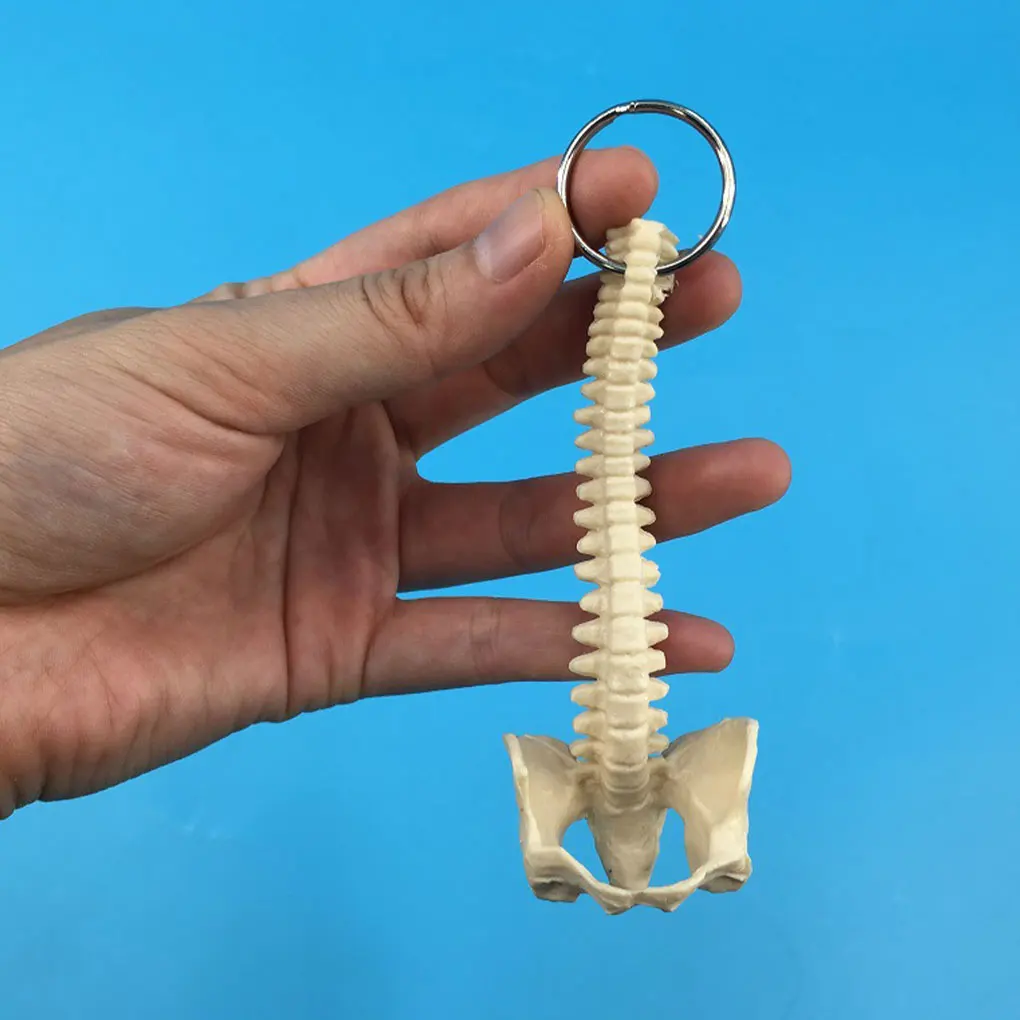 

Брелок для ключей, компактная и легкая пластиковая модель скелета позвоночника человека, легко имитировать