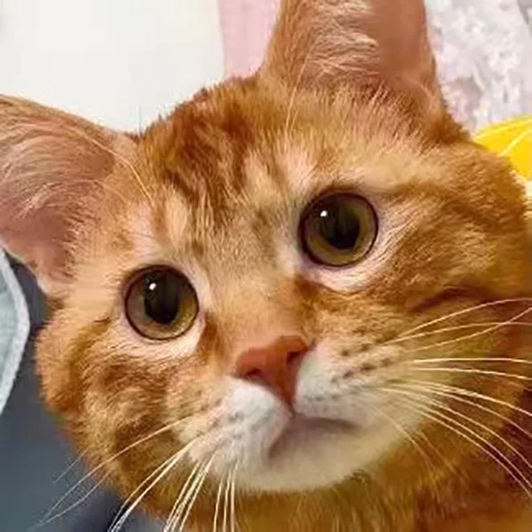 Hot Pet Supplies Store