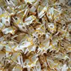 wholesale 100 pcs Real Turtle Skulls/Collectibles/Precious Gifts/animal skull 1
