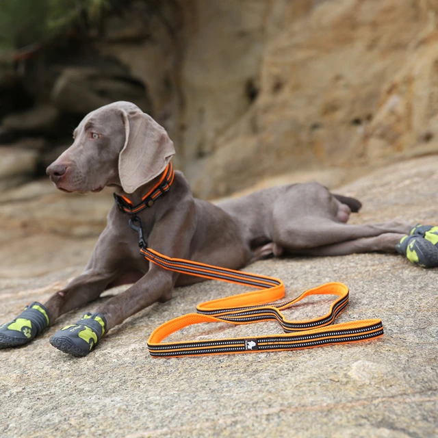 Durable 200cm Winhyepet Dog Leash with Padded Handle for All Dogs - Image 5