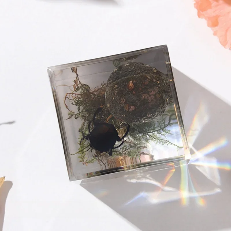 Insect Specimens Resin Epoxy Real Dung Beetle Specimen Insect Taxidermy Acrylic Clear Resin Dung Beetle Insect Sample Bug Collection House Decor