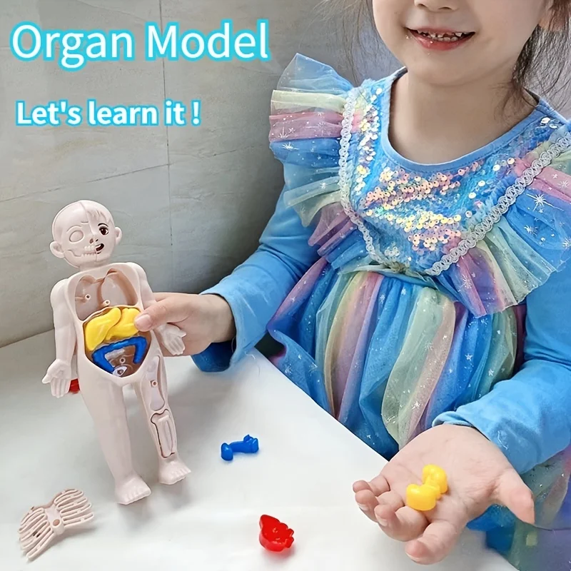 Kid Montessori 3D Puzzle Toy, Human Body Anatomy Model Educational Learning Organ Assembled Toy, Teaching Tool For Children 6