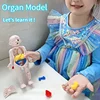 Kid Montessori 3D Puzzle Toy, Human Body Anatomy Model Educational Learning Organ Assembled Toy, Teaching Tool For Children 6
