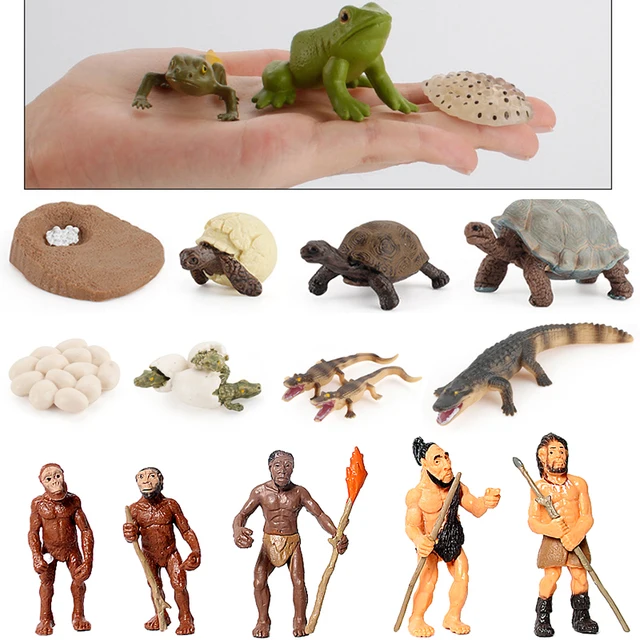 Simulation Animal Life Cycle Children Montessori Toys Insect Plant Growth Cycle Model Biology Science Educational Teaching Aids 4