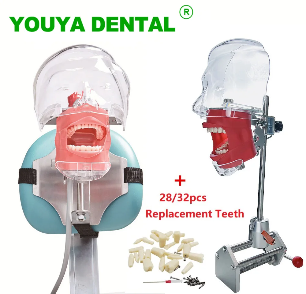 Simple Head Model Dental Simulator Phantom Manikin With Resin Teeth