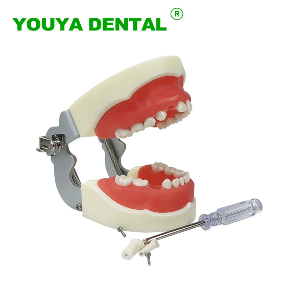 

Child Dental Model With 24pcs Removable Teeth Typodont Jaw Model Dentistry Demonstration Tools For Dentist Practice Train Study
