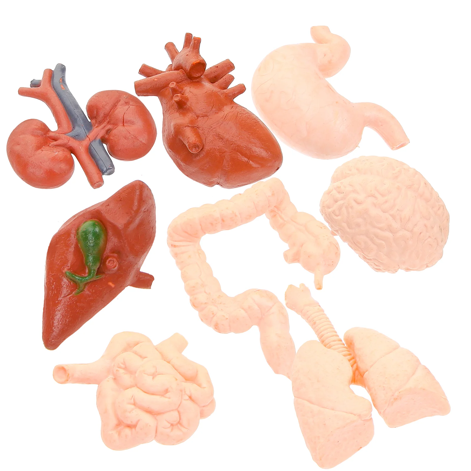 

8pcs Organ Models Artificial Organ Teaching Tools Anatomical Organ Models