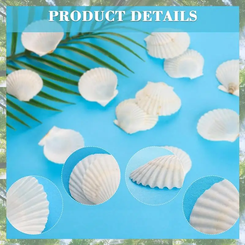 Conchas de vieira naturais premium-40pcs 1.42.4 Polegada conchas de mar pequenas brancas para artesanato concha de conchas reais em massa