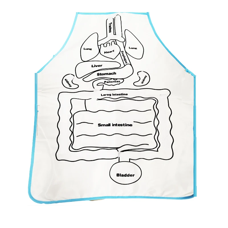 Organ Teaching Apron Anatomy Apron Human Body Educational Home Apron Aids Toys For Children Body Teaching 3