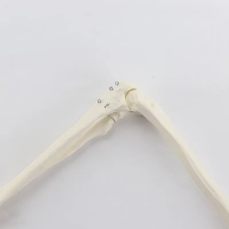 1:1 Human Bone Model of Bone Adult Arm of Upper Limb Arm and Radius Hand Medical Science School Teaching Supplies