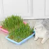 Seedling Sprouter Tray Plant Tray Seedling Tray Propagation Tray Large Capacity Wheatgrass Grower Microgreens & Nursery Tray For 1