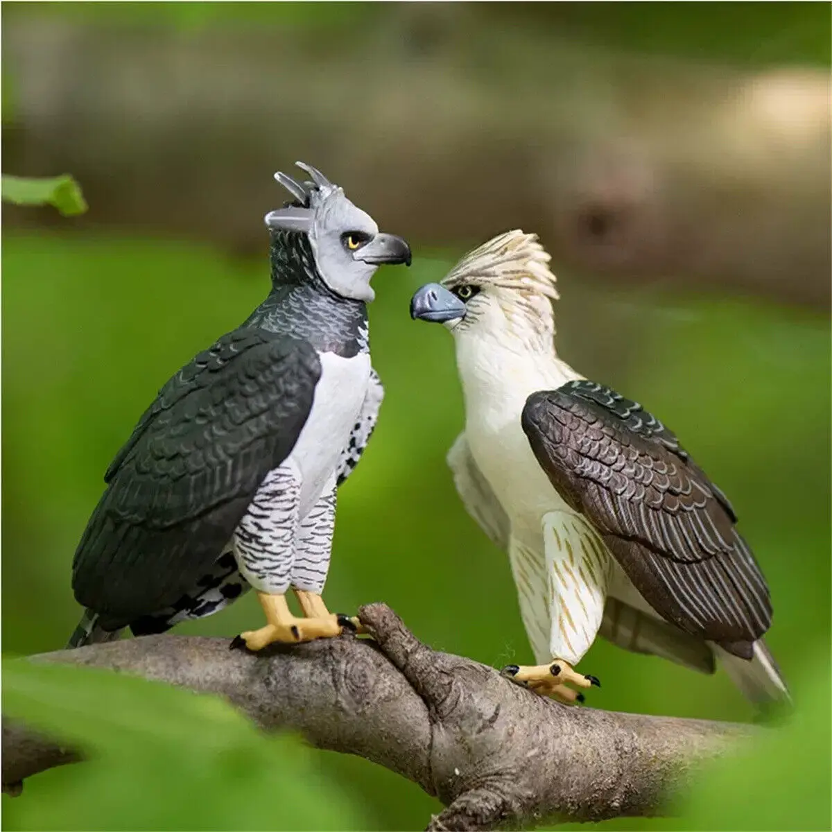 Harpy Eagle Vs Philippine Eagle
