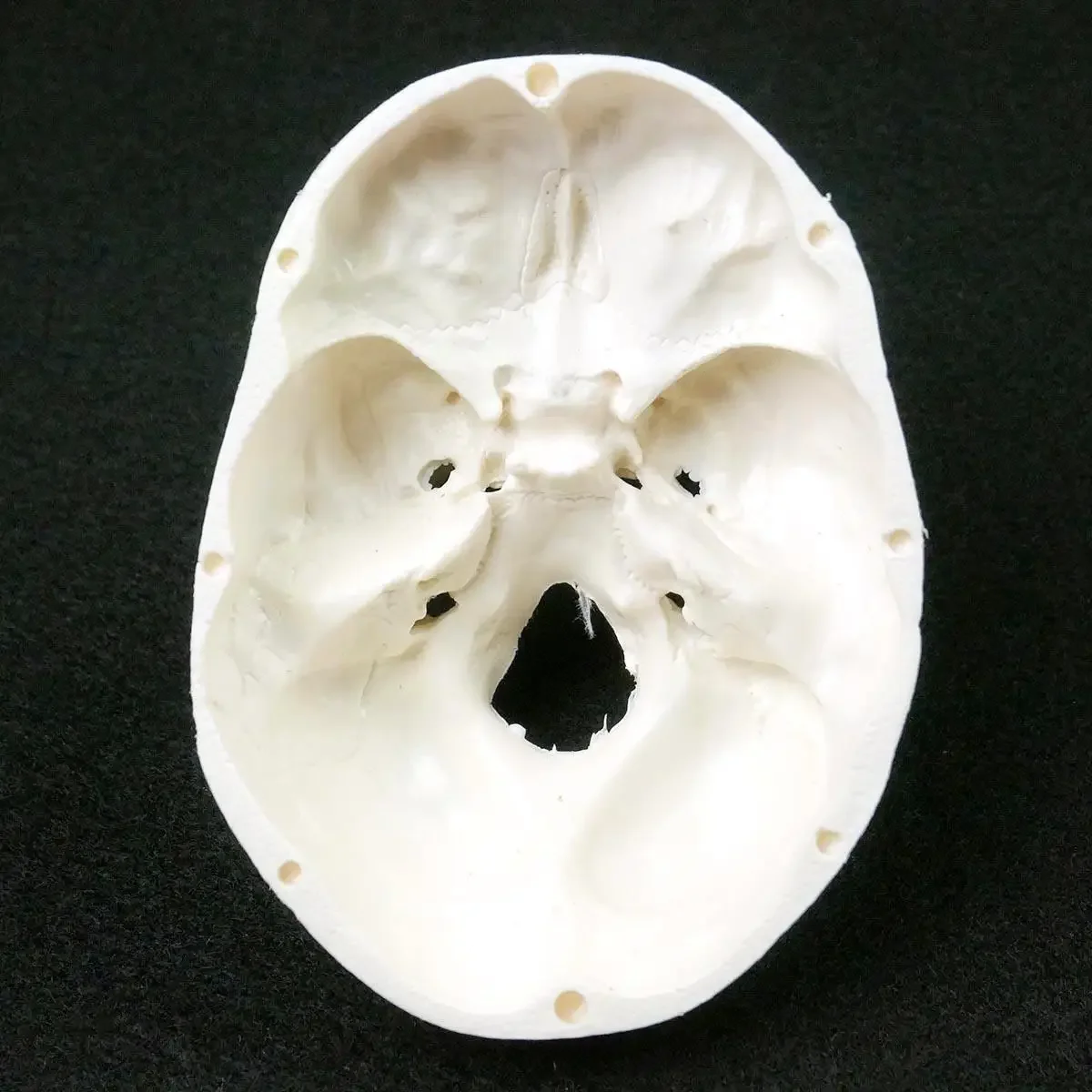 Human Anatomical Model Medicine Skull Head Studying Anatomy Teaching Supplies Skull Model human skull model