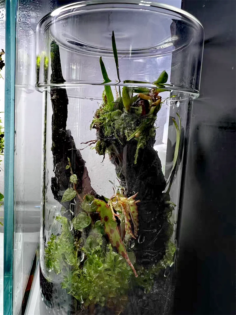 Mini Glass Moss Terrarium Container