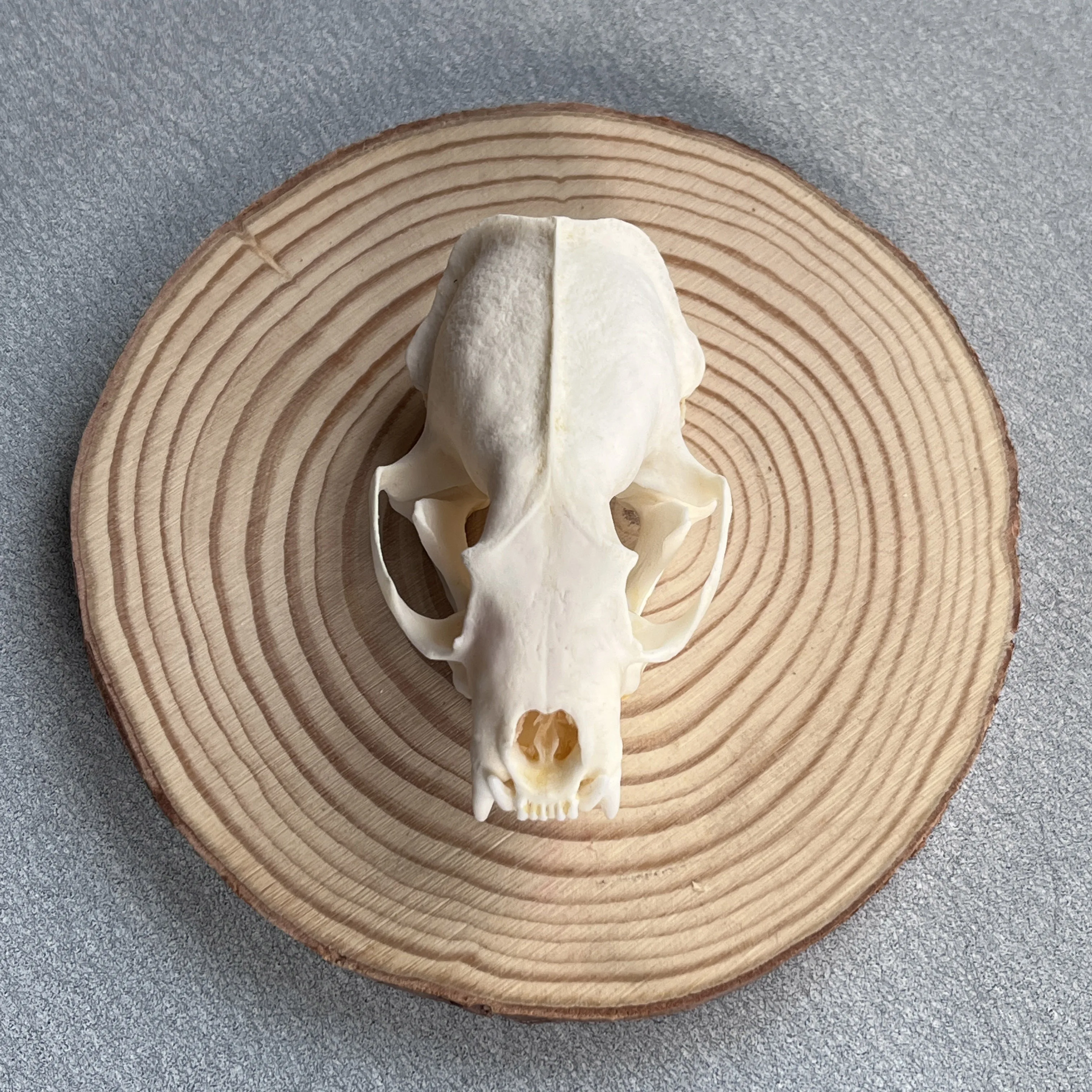 

Taxidermy Real Bone Mink Skull, Bones Real for Craft, Skull Decoration for Home, Specimen Collectibles Study, Special Gifts
