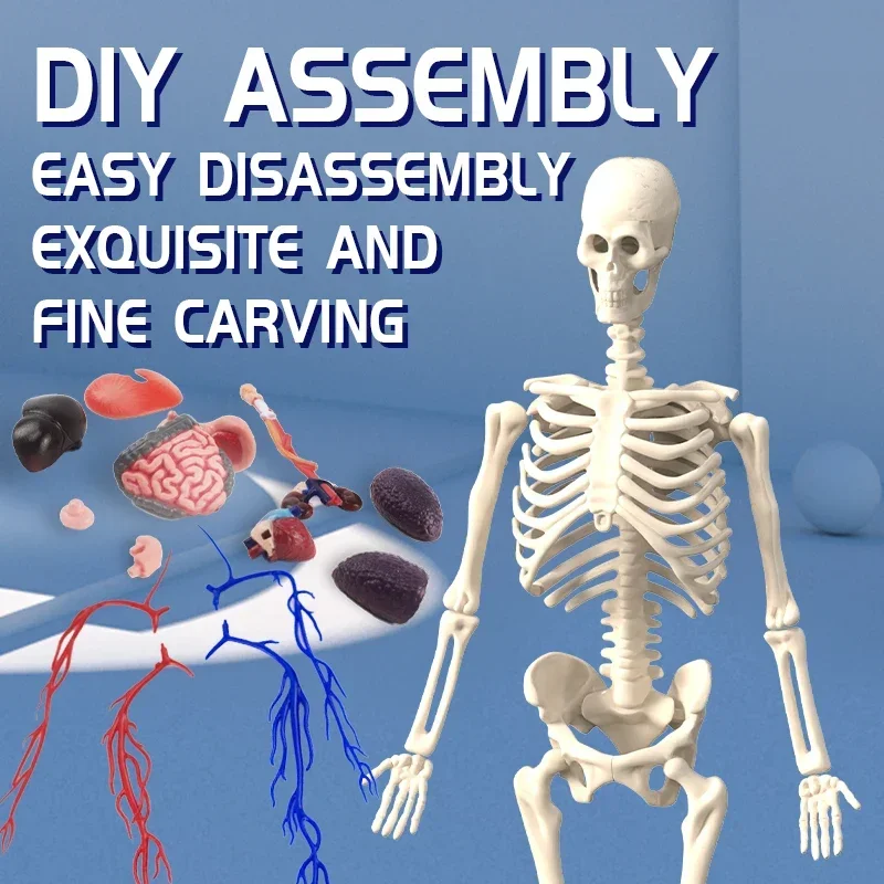3D Human Body Anatomy Model Children Plastic Diy Skeleton Science Early Learning Aids Educational Toys Detachable Bone Models