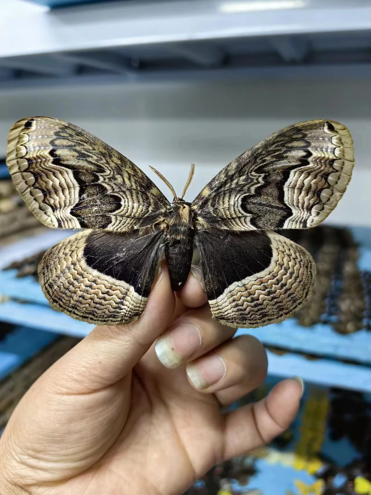 Purple Basket Moth True Moth Insect Photography Collection Regali Naturali Artigianato Fai Da Te Decorazione Della Casa Giardino Delle Fate