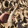 1PC Natural Goat Horn Hollow Original Corner DIY Craft Decoration Home Decoration Collection Statue Taxidermy 4