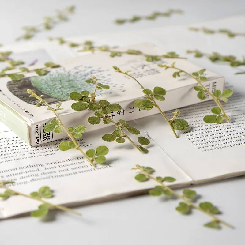 6-9cm/12pcs,Natural Real Pressed leaves,green Plant DIY Wedding invitations Craft Bookmark gift Card Scented candles decorations