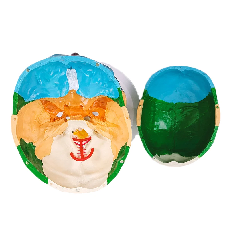 Human Skull Brain Head Model Medical Anatomy Model Medical Science Teaching Resources