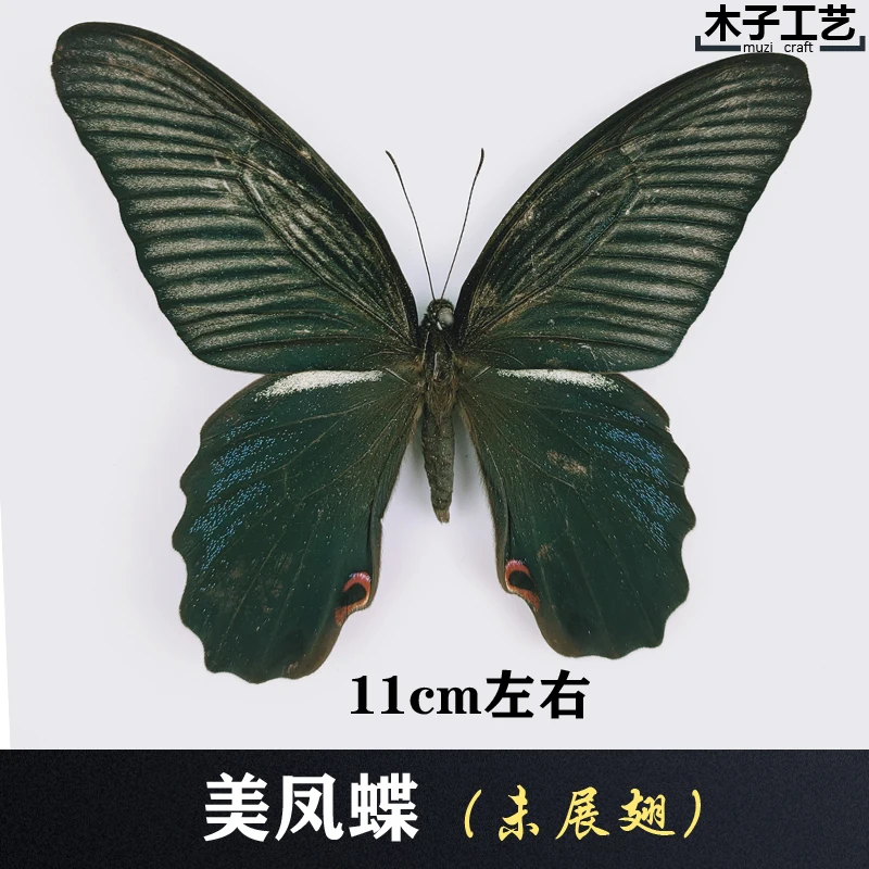 Real Butterfly Specimen Insect Specimen Teaching Specimen DIY Self-sealing Bags Optional Varieties  home accessories 