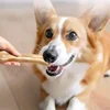 2-10 Inch Pet Dog Snacks Crispy Beef Stick Bone Teething Snacks Delicious and Nutritious Meaty Bone Crispy Pet Food Dog Food 4