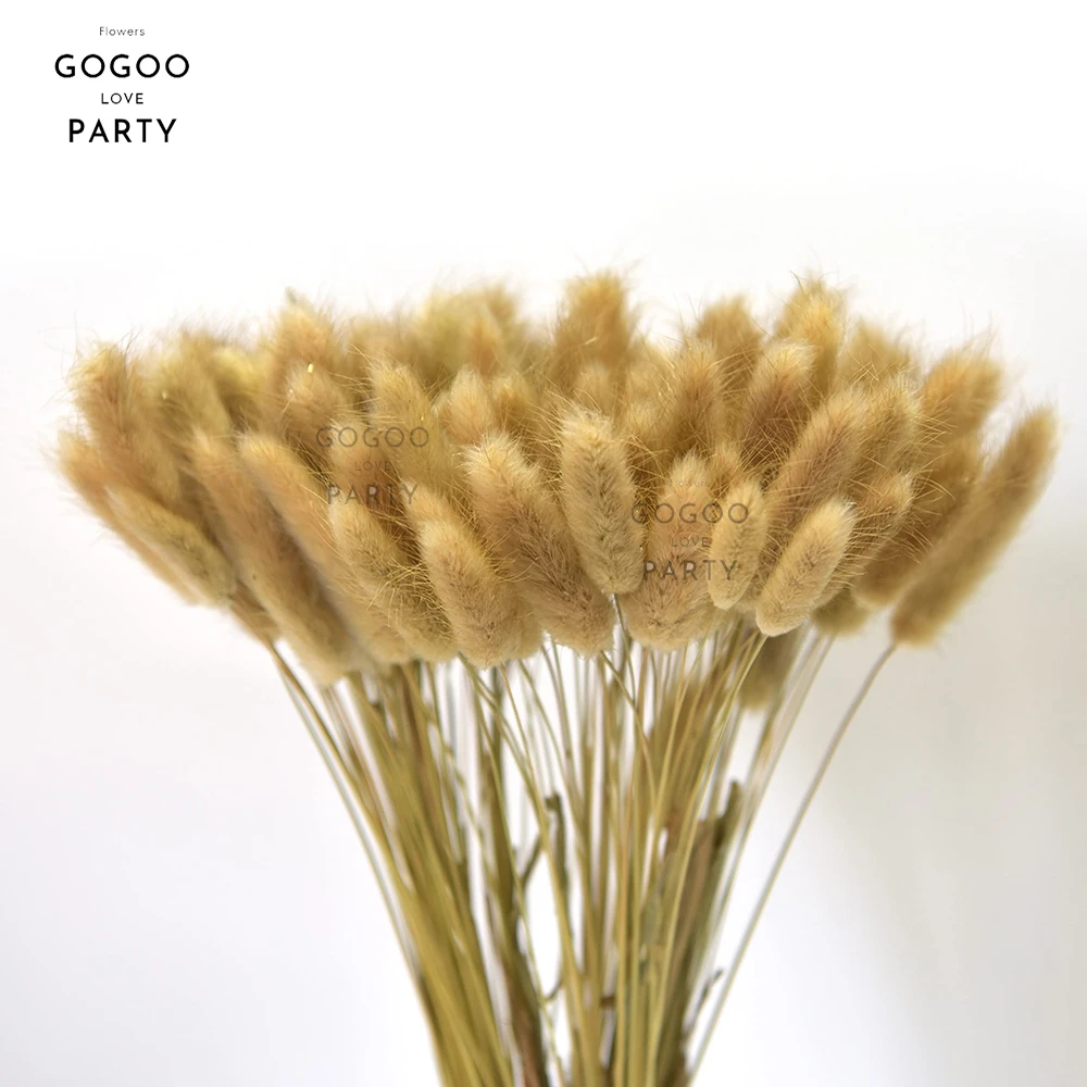 30pcs 100pcs Fluffy Bunny Tails Dried Flowers Arrangement Natural