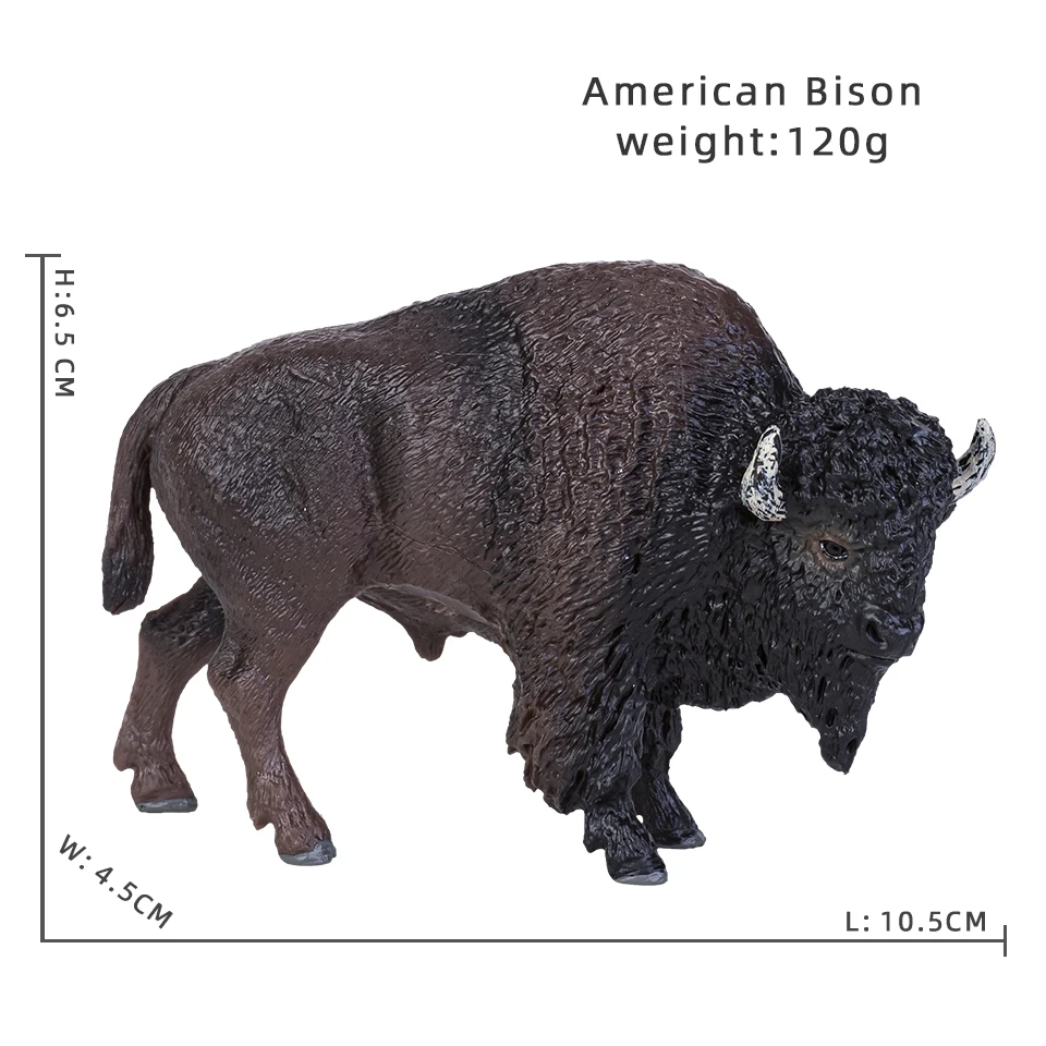 American Bison
