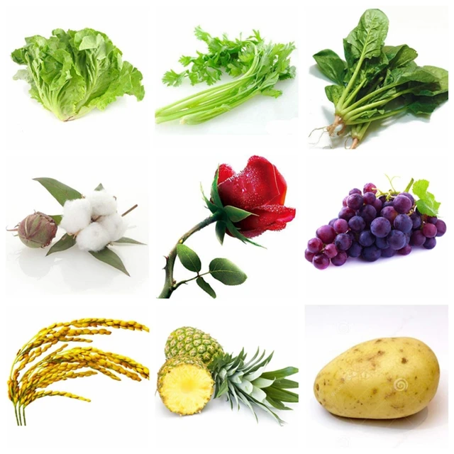 20Ml Gibberellic Kertész Szerszám Savas Folyadék Növénytermesztési Kertfarmok 920 Növényi Műtrágya Növekedési Promóciója - Image 5