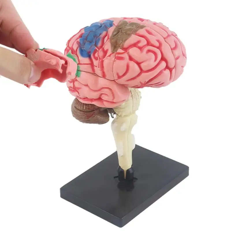 

Anatomy Brain Assembly Model Human Brain Model With Display Base Model For Science Class Hands-on Learning Medical Teaching Tool
