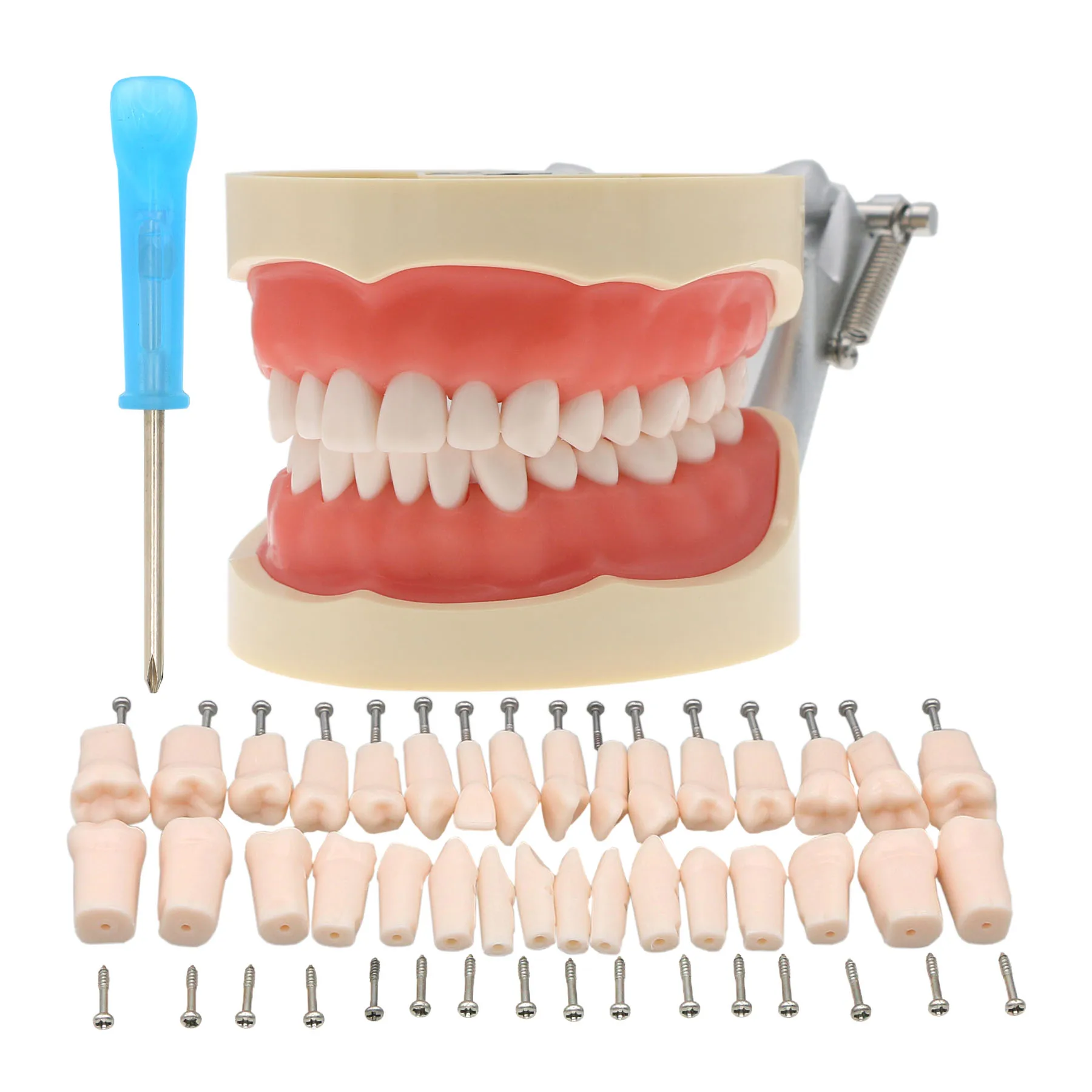 28 DENTI AVVITABILI modello Typodont dentale ricambio pratica 28 DENTI AVVITABILI modello Typodont dentale ricambio pratica