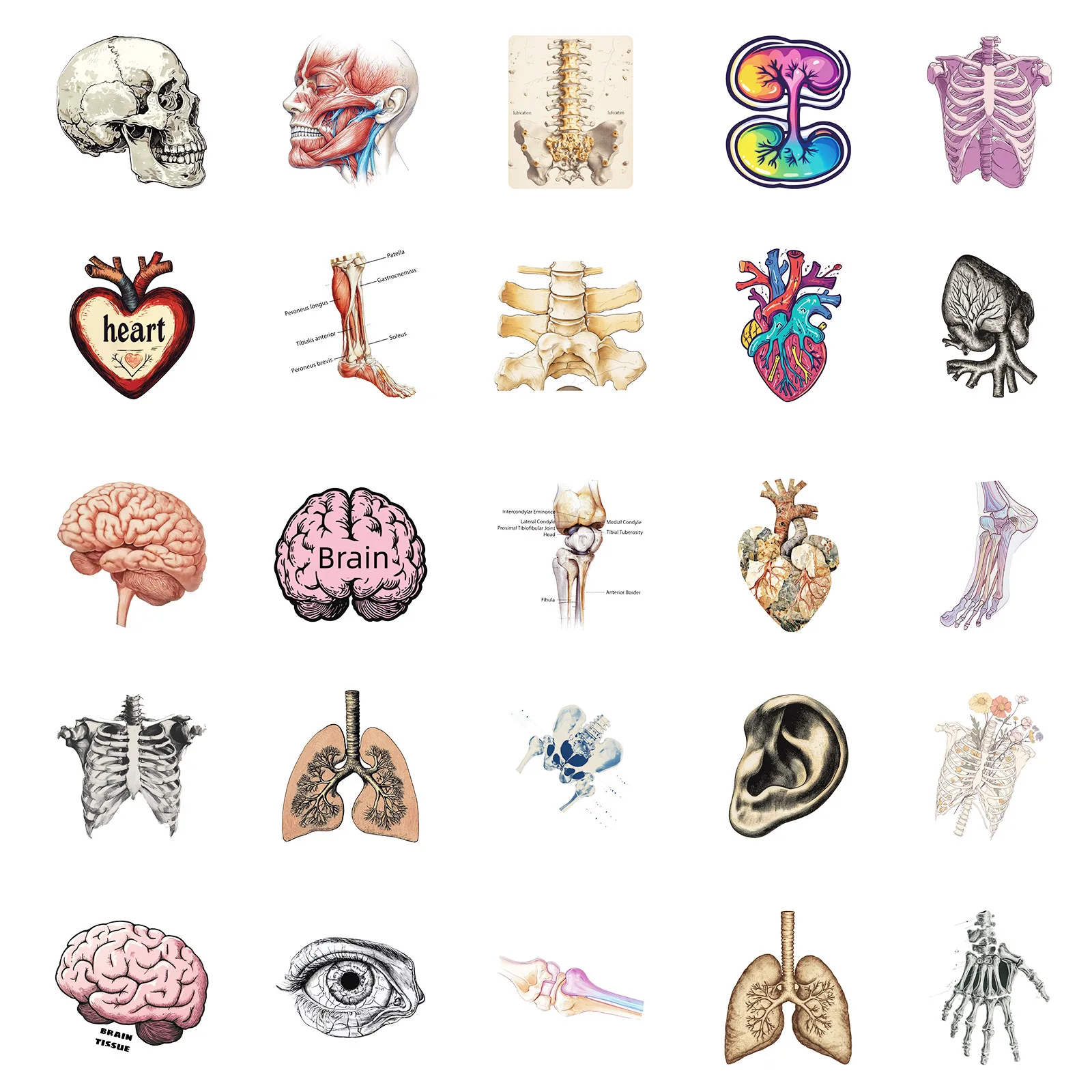 Anatomy & Physiology Sticker Set (50PCS) 4