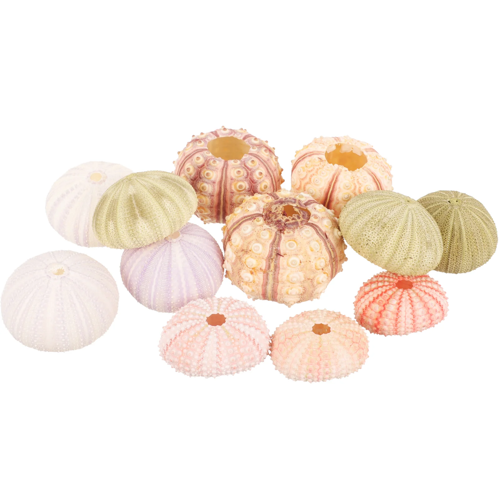 

Natural Shell Conch Sea Urchin Air Plant Holders Urchins for Plants Decor Pot Decors Succulent Desktop Planters