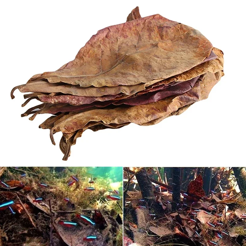 Aquarium Leaves 50pcs Aquarium Almond Leaves Catappa Leaf Fish Cleaning Water Balance PH Acidity