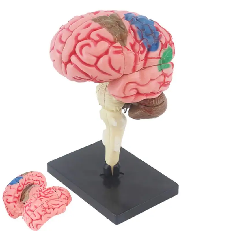 Modelo Anatomia 3d com Display Base Modelo de Anatomia de Ensino Codificado por Cores modelo anatomia 3d com display base modelo de anatomia de ensino codificado por cores