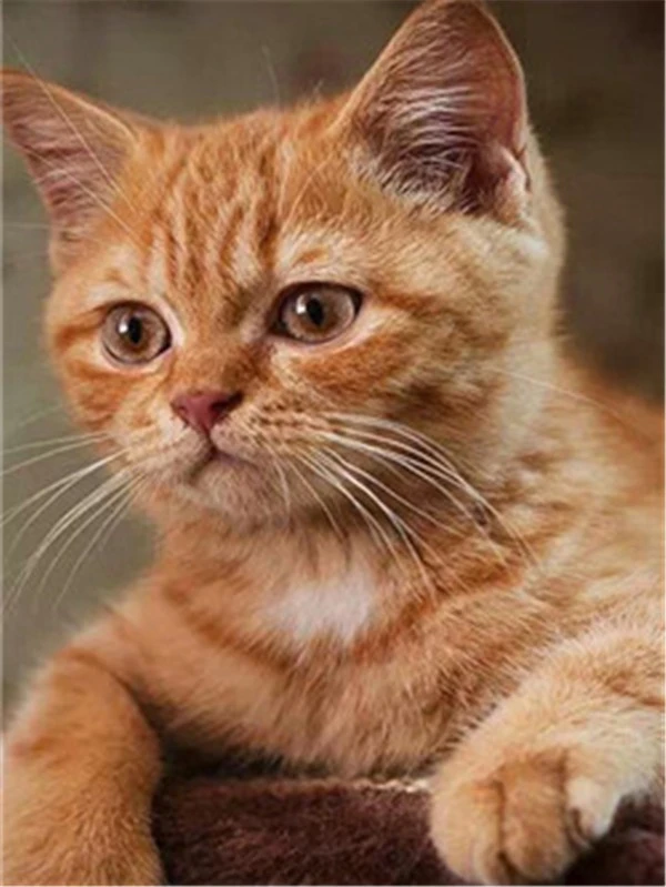 thumbnail image 1 of Evershine - Kit de bordado de diamantes con diseño de gato 5D, para manualidades, con diseño completo de animales, para punto de cruz, diseño de mosaico de diamantes de imitación, para decoración del, 1 of 5