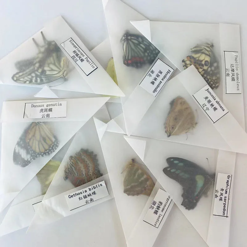 The original butterfly real butterfly specimen has not spread its wings popular science teaching aids handmade diy material 3