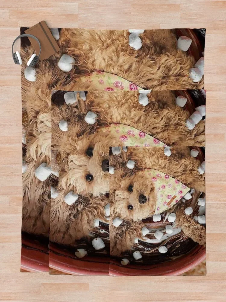 �Ϳ��� ī��Ǫ ������ ���, ���� ħ�� Ŀ��, ���� ���� ���� ���� ���