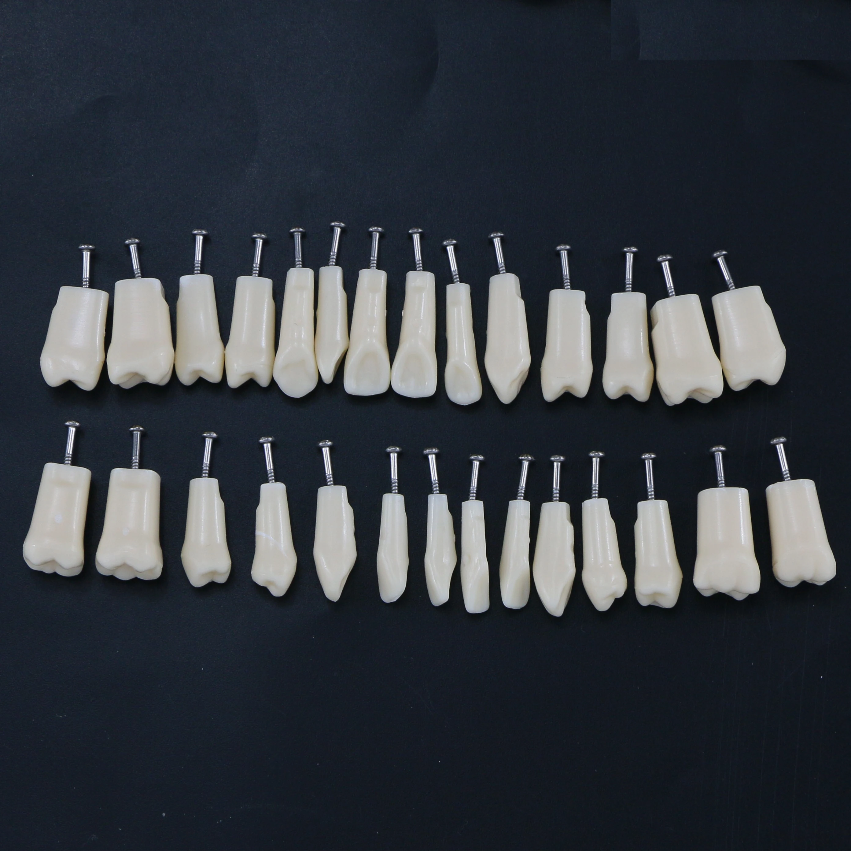 Dental Teeth Model Screw-in Replacement Teeth Compatible NISSIN 500 Type For Dentistry Preparation Training Teach Resin Material
