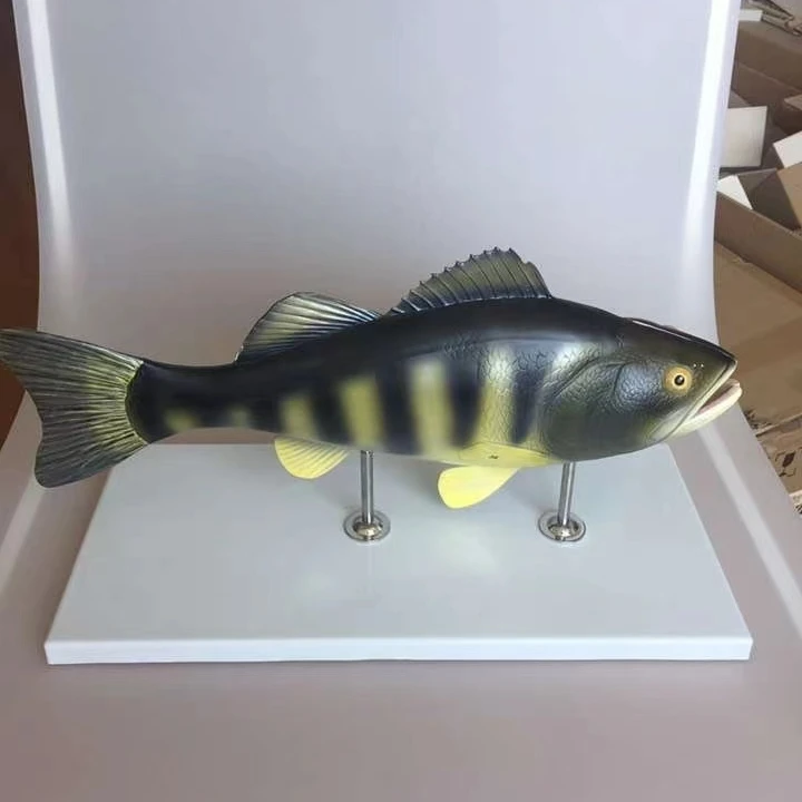 

Anaimal Medical Fish anatomical model, Fish anatomy model, Fish dissection model