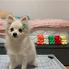 Cute Small Dog Squeaky Toys for Small Dogs Puppy Bear Shaped Squeak Toy for Cat Dogs Pet Supplies Pomeranian Teddy Shih Tzu Pug 5