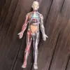 1:6 4D Assembled Human Body Learning Educational Internal Transparent Organ Model Assembling Toys 1