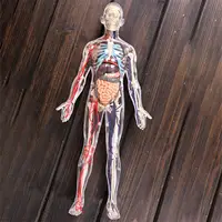 1:6 4D Assembled Human Body Learning Educational Internal Transparent Organ Model Assembling Toys 1