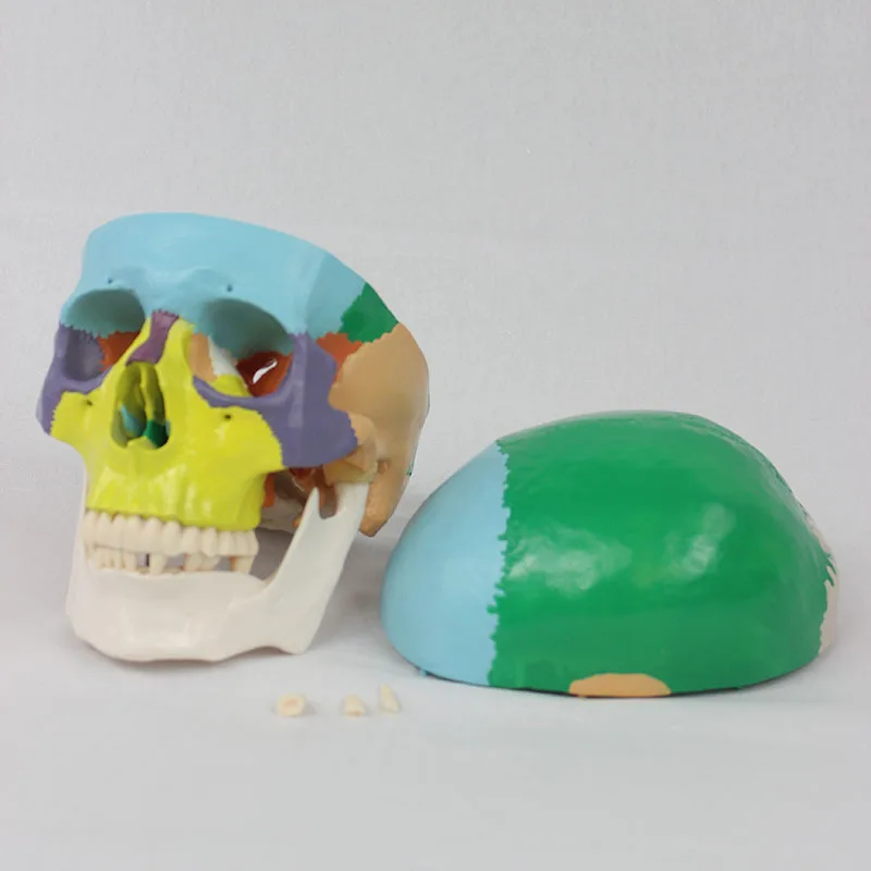

1:1 Human Adult Skull Anatomical Model With Full Dental Teeth Model Medical Anatomy Removable Skull Cap